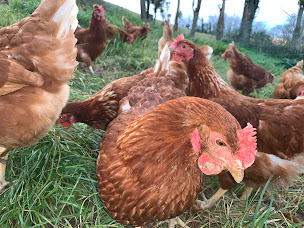 Photo n°3 de La ferme des Crêtes BRISCOUS à Briscous (Marchand d'œufs)