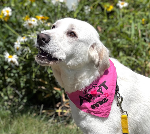 Medfield Animal Shelter