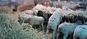 Photo n°4 de Les moutons de Manon à Chemin-d'Aisey (Ferme bio)