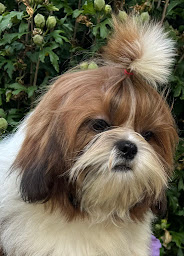 Photo n°30 de élevage des Merveilles d'Océane à Saint-Firmin-des-Bois (Magasin d'articles pour animaux)