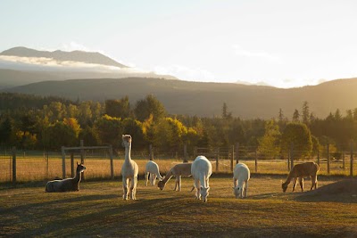 Happy Valley Alpaca Ranch