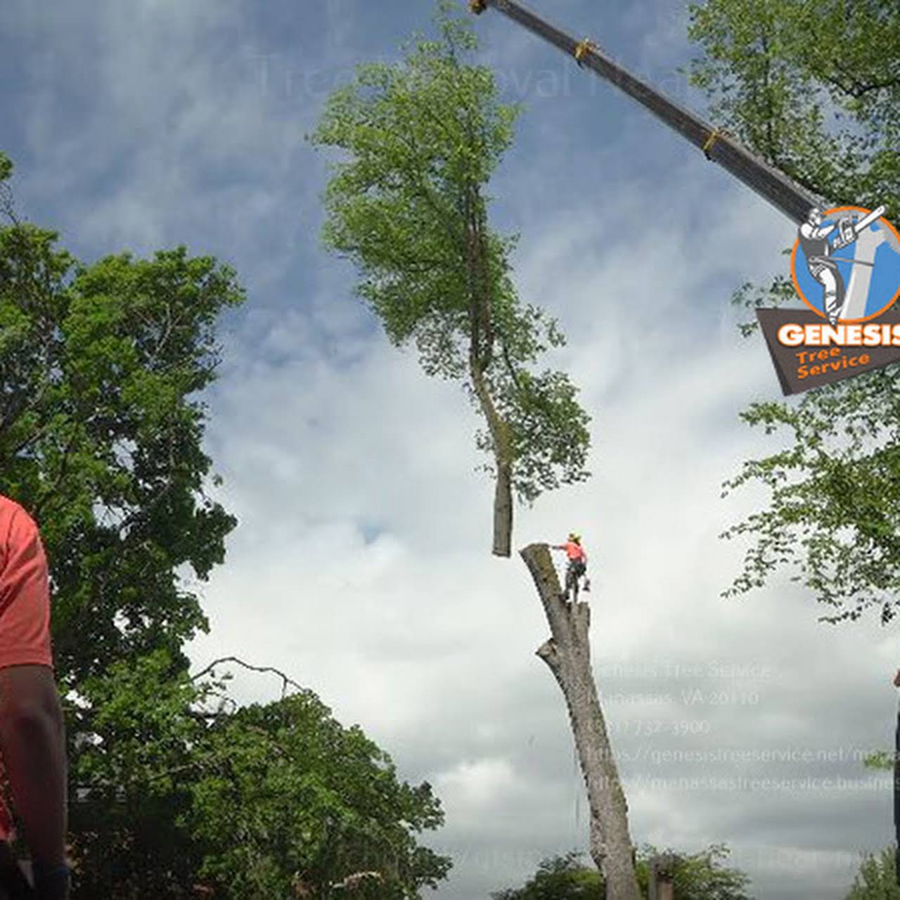 24 Hour Tree Service in Manassas, VA [Free Estimates]