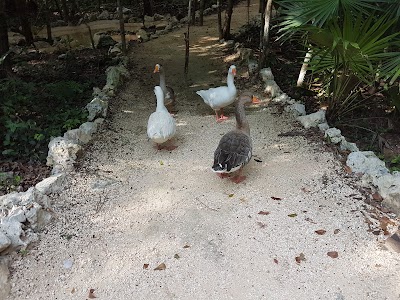 Photos of Akumal Monkey Sanctuary