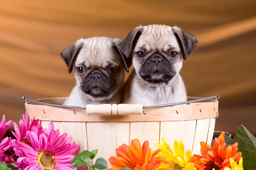 A Precious Pet Resort - United States