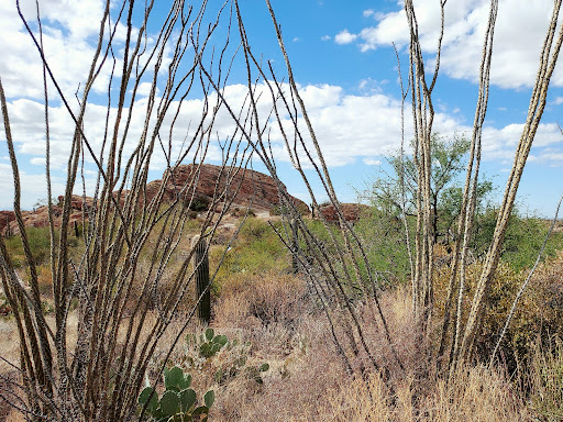 Cactus Forest Drive Parking Lot - Thumbnail