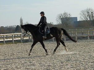 Photo n°28 de Les Ecuries d'Akila à Vinneuf (Écurie)