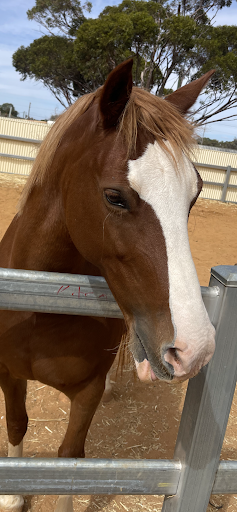 Breakthrough Education and Equine Academy - Thumbnail