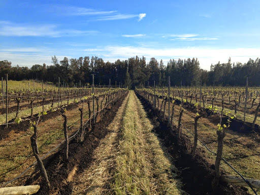 David Hook Wines - Thumbnail