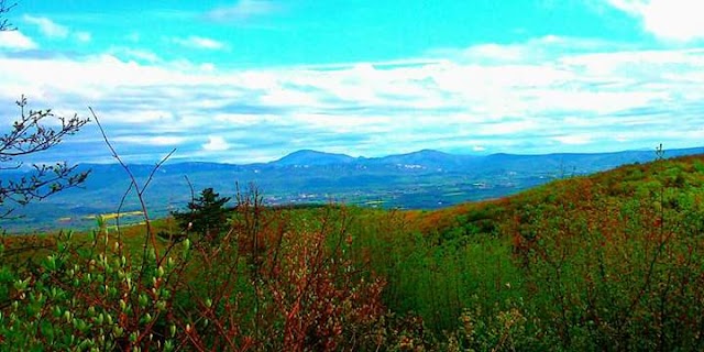 Marsanne