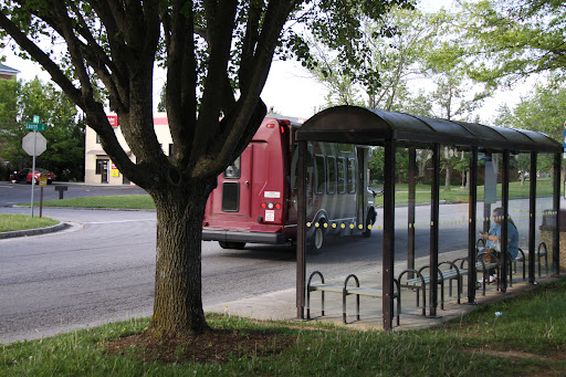 Laurel/Sycamore - Visual