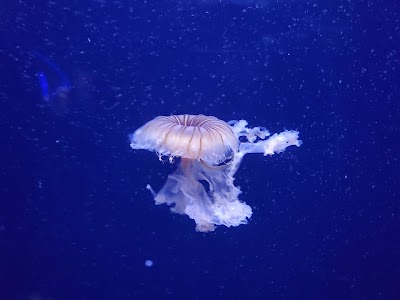 ABQ BioPark Aquarium