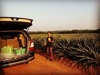 Photos of Nusantara Tropical Farm