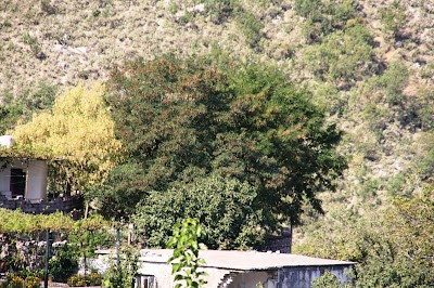 Shën Kolli Church