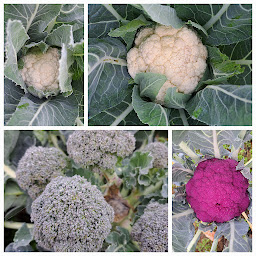 Photo n°5 de La Ferme d'Orion à Colombier-le-Jeune (Ferme)