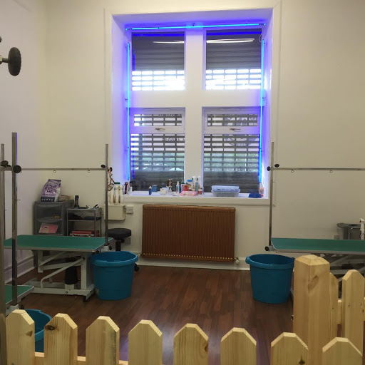 Bow Wow Scotland Dog Grooming Studio Gallery - United Kingdom