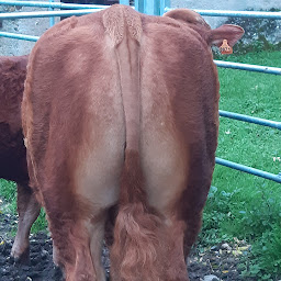 Photo n°31 de EI Hugues LEMESLE à Erdre-en-Anjou (Vendeur de viande en gros)