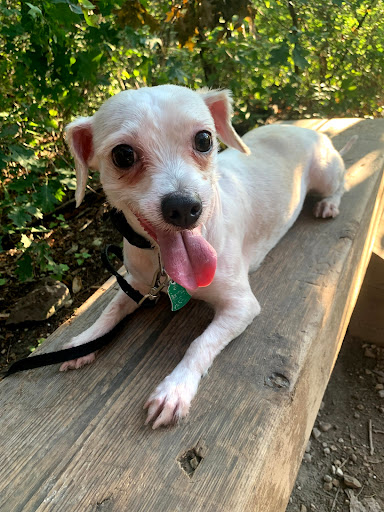 Walnut Creek Animal Clinic