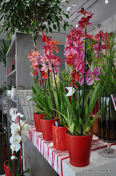 Photo n°11 de Fleurs D'émotion à Vieillevigne (Fleuriste)