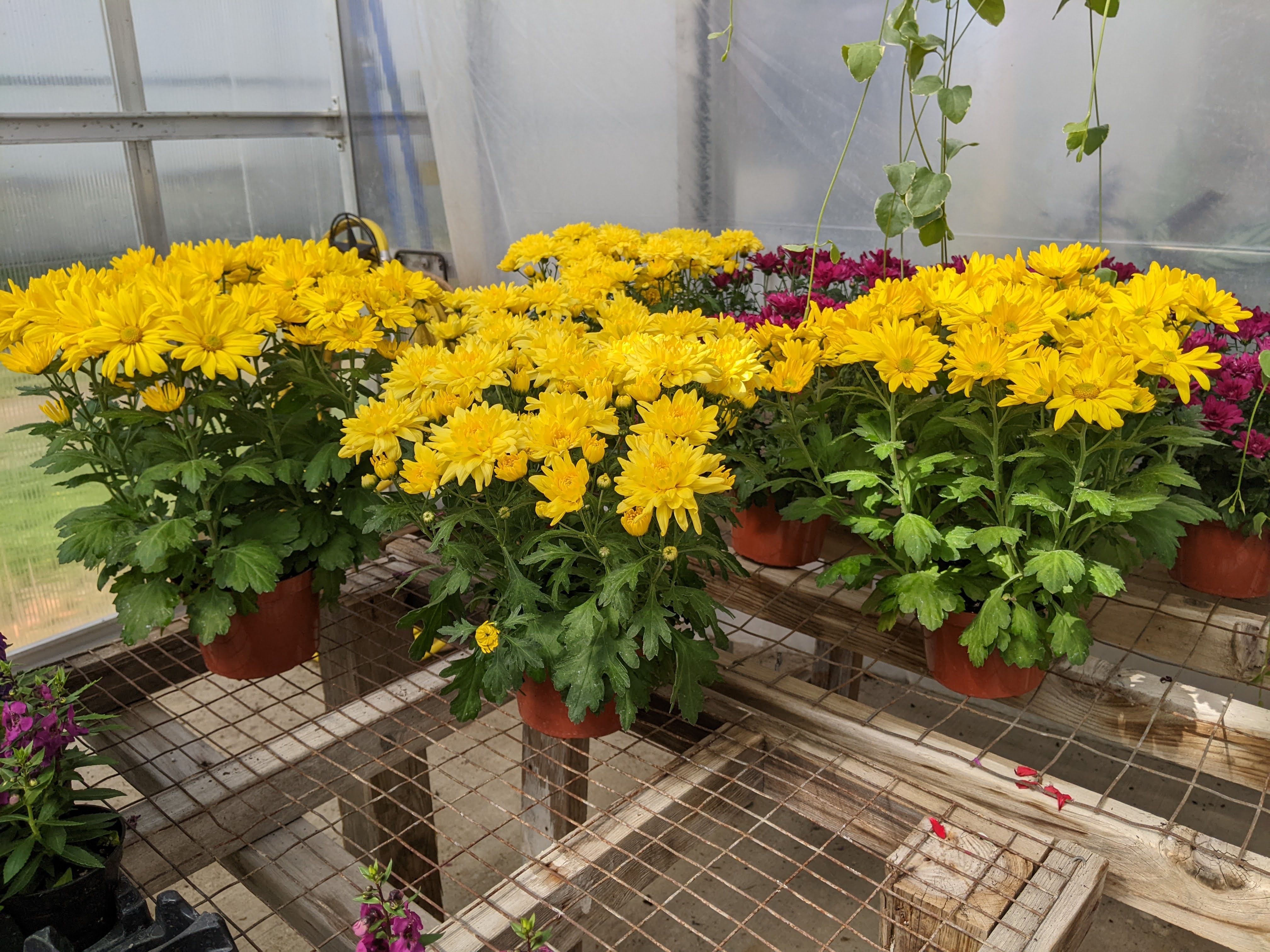 Buzas Greenhouses