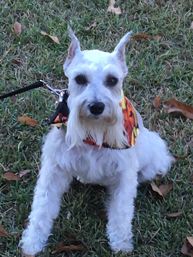 Blue Angel Pet Salon Gallery - United States