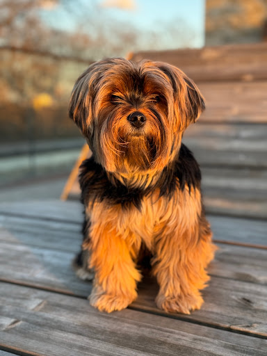 Mon Joli Chien Gallery - United Kingdom