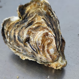 Photo n°8 de Cabane chez NicoLéa à Gujan-Mestras (Bar-restaurant à huîtres)