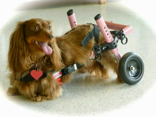 Handicapped Pets Canada - Thumbnail