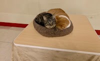 保護猫カフェ 猫婆