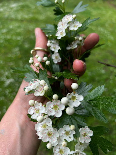 Sacrées Plantes - Thumbnail