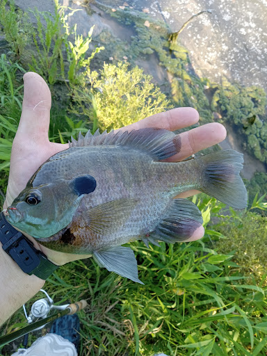 Harrington & Sons Bait Co.