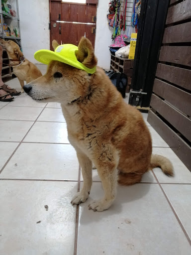 CLÍNICA VETERINARIA PATAS Y PIES - Thumbnail