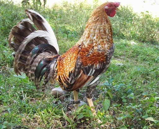 GRANJA LA INOCENCIA GALLOS DE COMBATE - Thumbnail