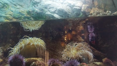 Photos of Cabrillo Marine Aquarium