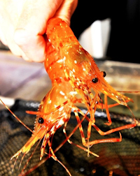 こちら とれたて 根室港