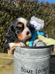 Photo n°31 de Animal Passion à Saône (Service de garde d'animaux)