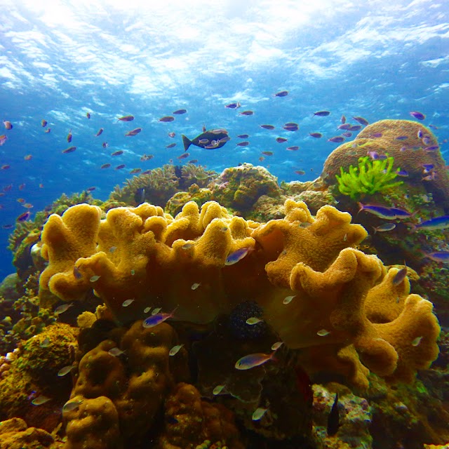 Wakatobi Dive Resort