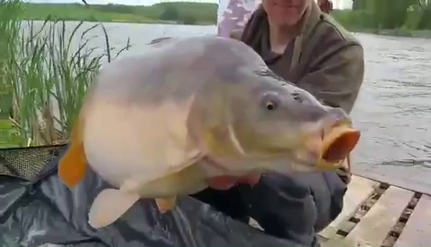 Don Carp Lake