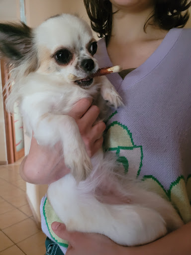 Ambulatorio Veterinario Bartolone - Thumbnail