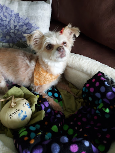 East Aurora Pet Boutique - Thumbnail