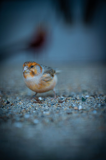 Vogelvolieren im Kur Park - Thumbnail