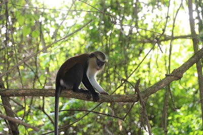 Photos of Tafi Atome Monkey Sanctuary