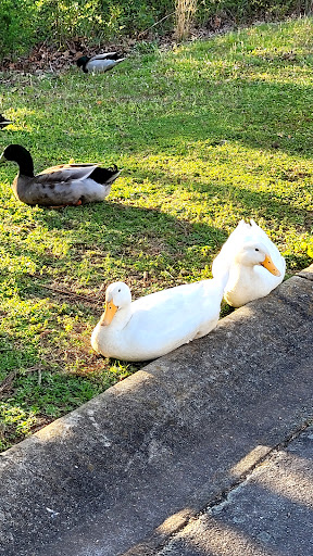 Riverdale pond