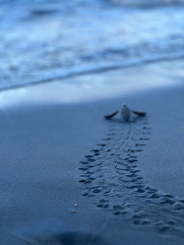 Rosalie Bay Eco Resort & Spa by null