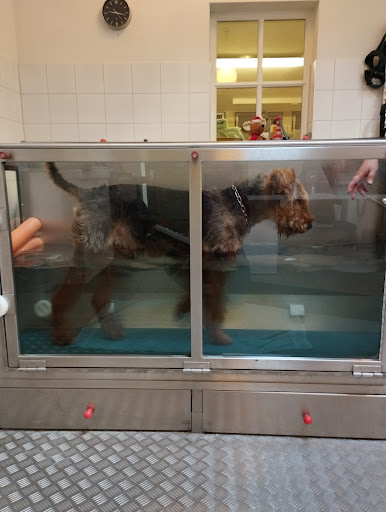 Physiotherapie und Osteopathie für Tiere Malin Cordugas Gallery - Germany