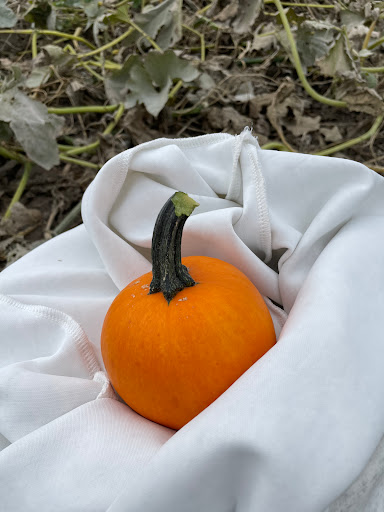 Papo's Pumpkin Patch - Visual