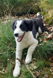 Photo n°13 de Dogzway à Lourdios-Ichère (Dresseur pour chiens)