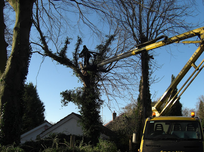 W J Kent Tree Surgeons Ltd