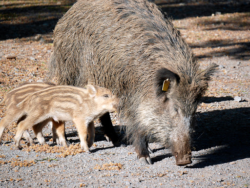 Wildpark Diedrichsburg - Thumbnail