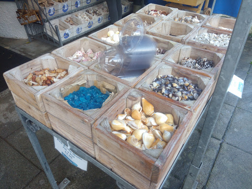 The Shell Shop - Visual