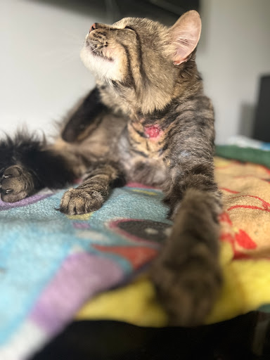 Avon Lake Animal Clinic - Thumbnail